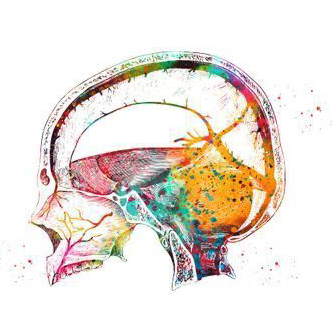 14 - 16 апреля 2026 Москва. «Диссекция шейного отдела и головы»