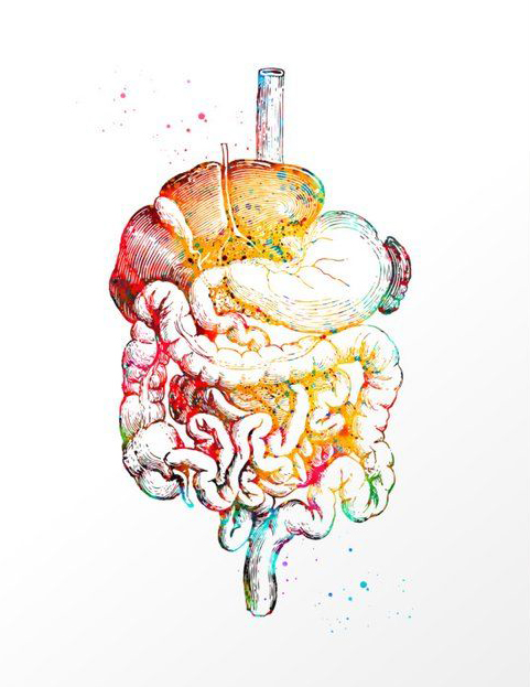 20 - 22 марта 2026 Махачкала. «Внутренние органы, часть №3»