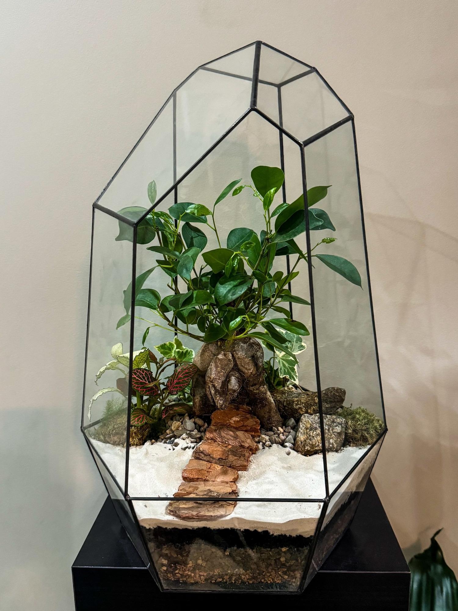 Бонсариум "Айсберг" с Фикусом Микрокарпа