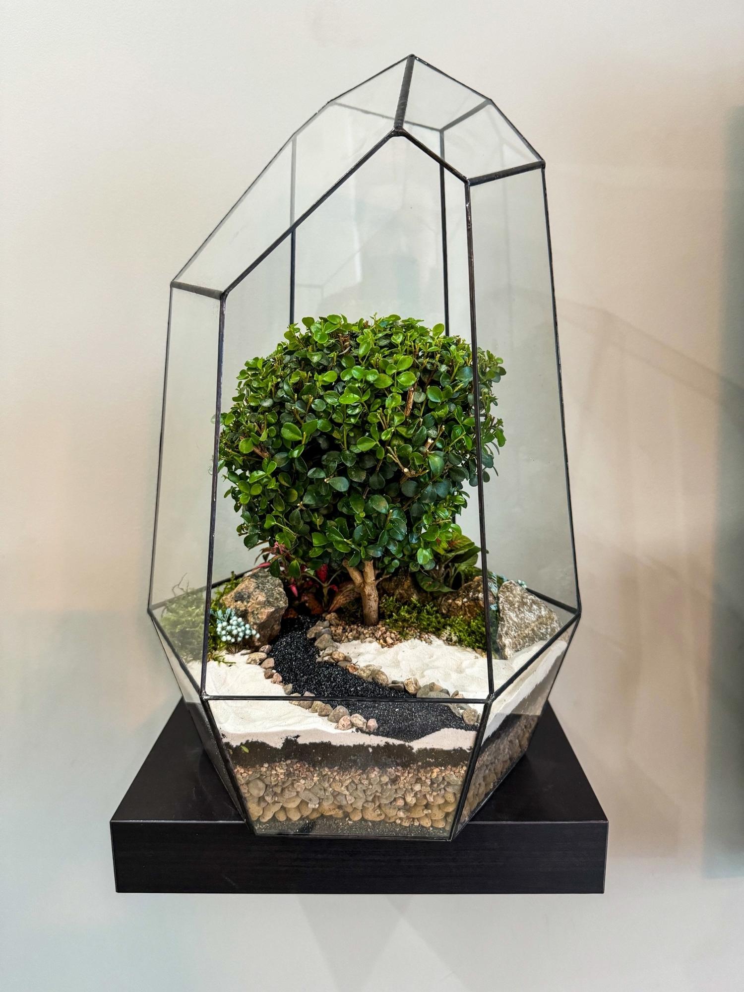 Бонсариум "Айсберг" с Мирсиной