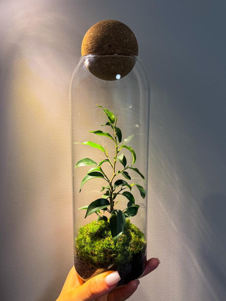 Закрытая экосистема  с Фикусом Бенджамина