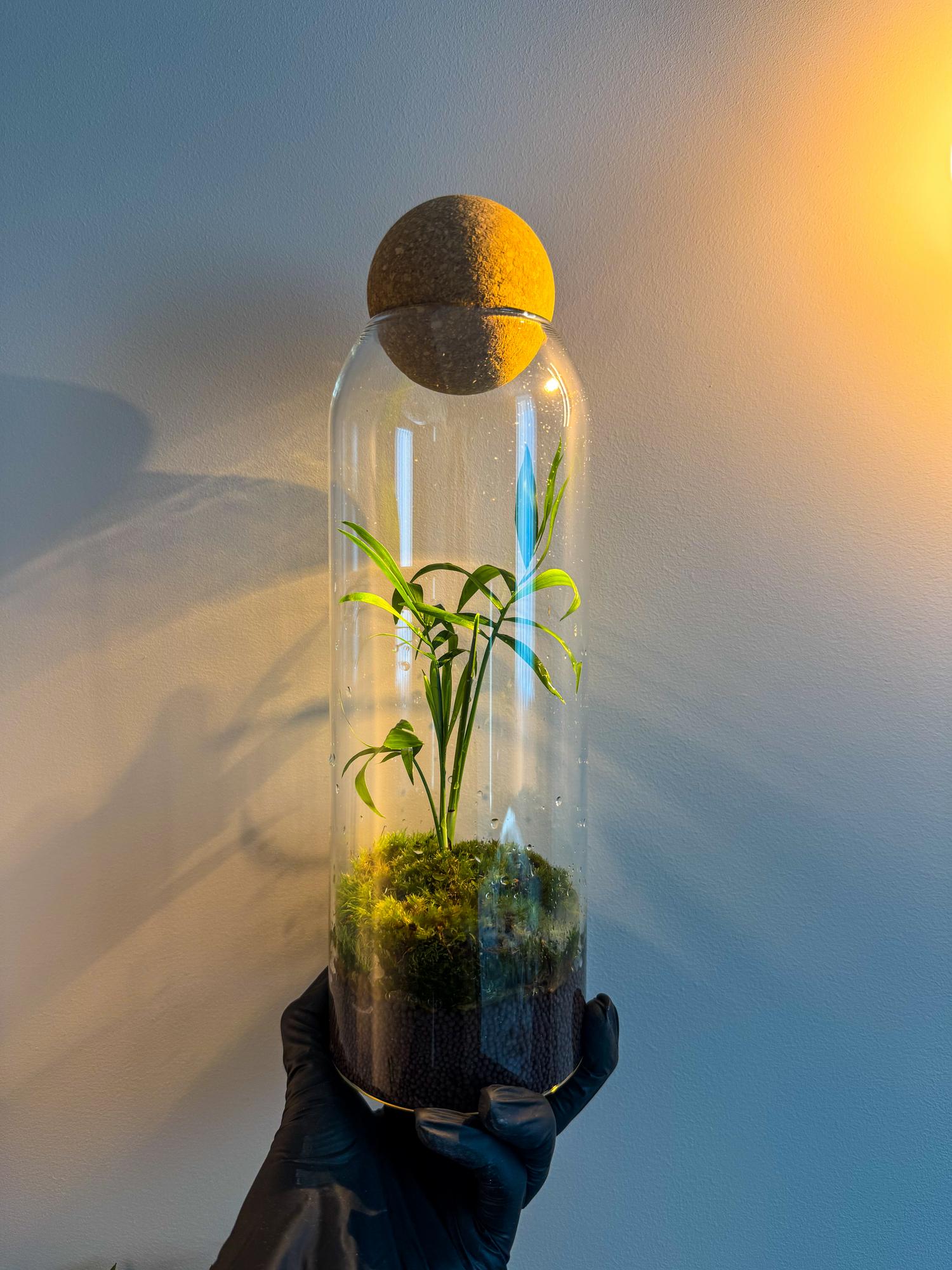 Закрытая экосистема с Хамедореей