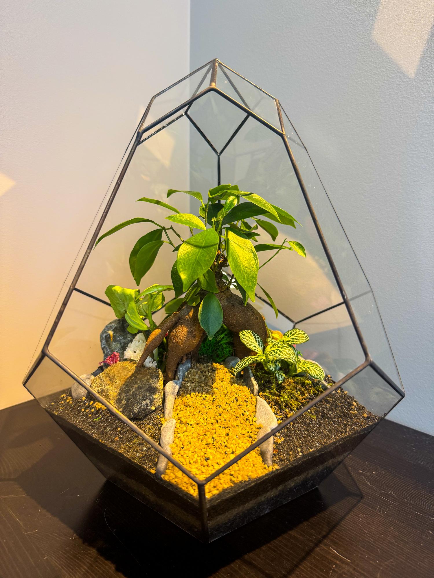 Флорариум с Фикусом Микрокарпа 30 см