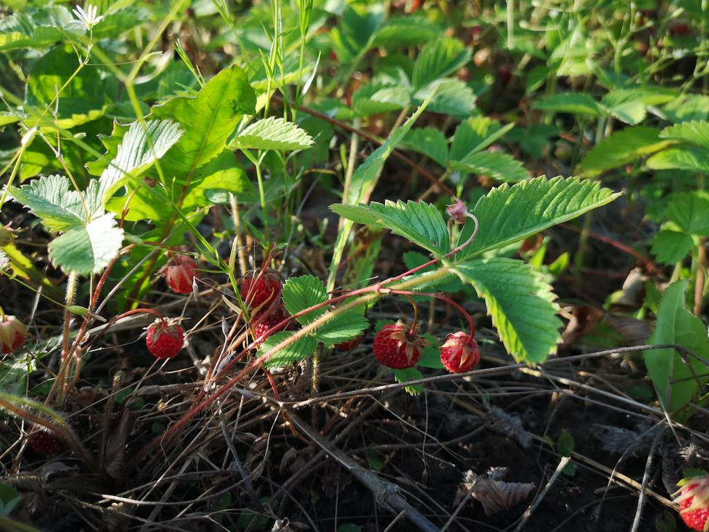 Гидролат ягод дикой полевой клубники
