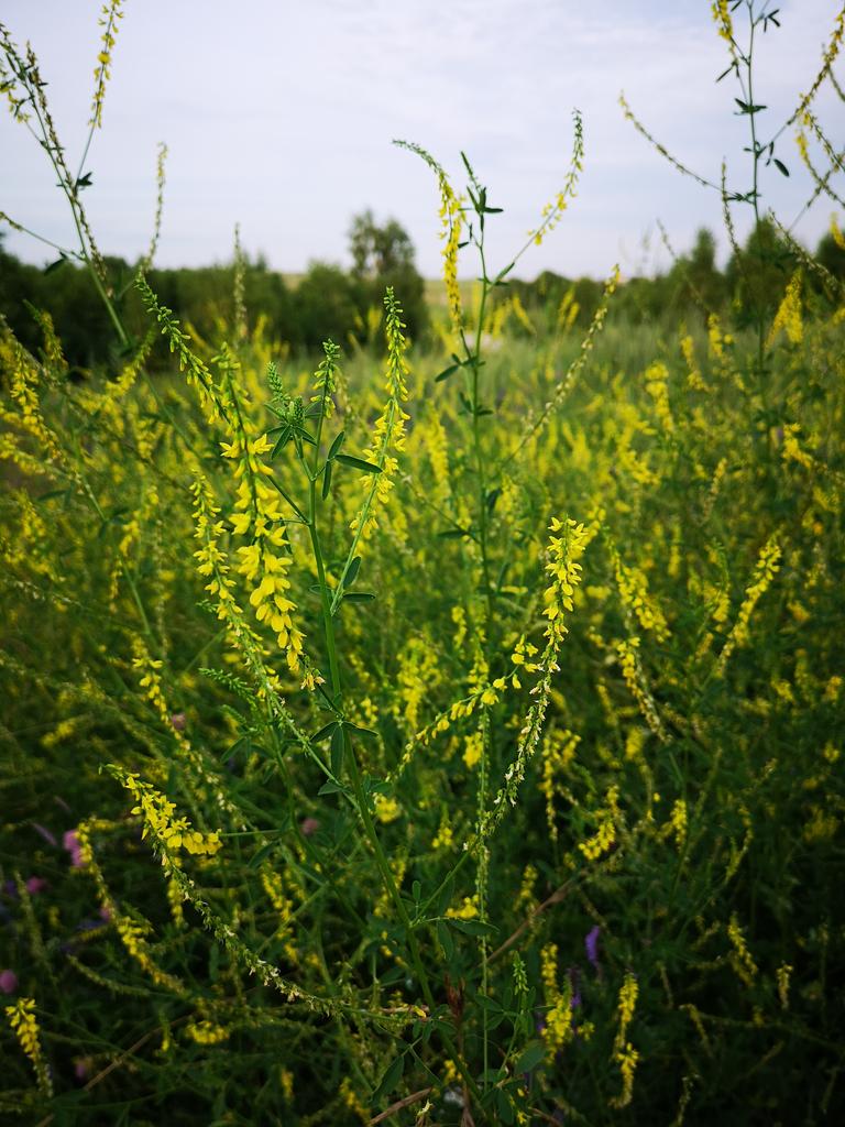 Гидролат донника