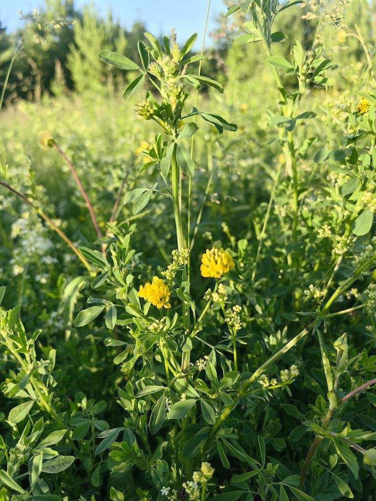 Гидролат клевера