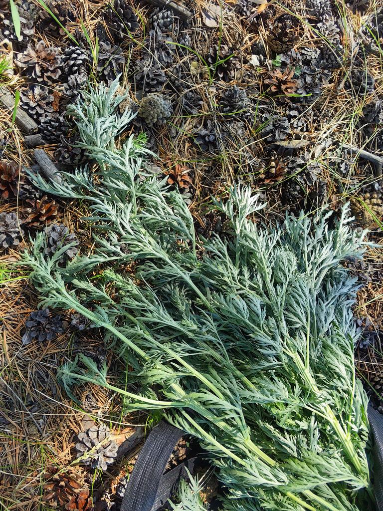 Гидролат полыни