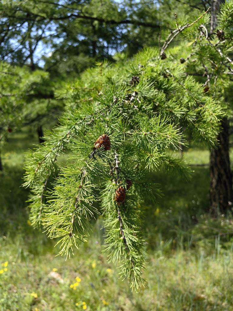 Гидролат лиственницы