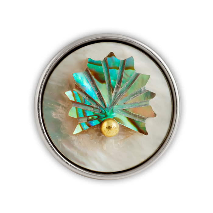 Раковина Венеры