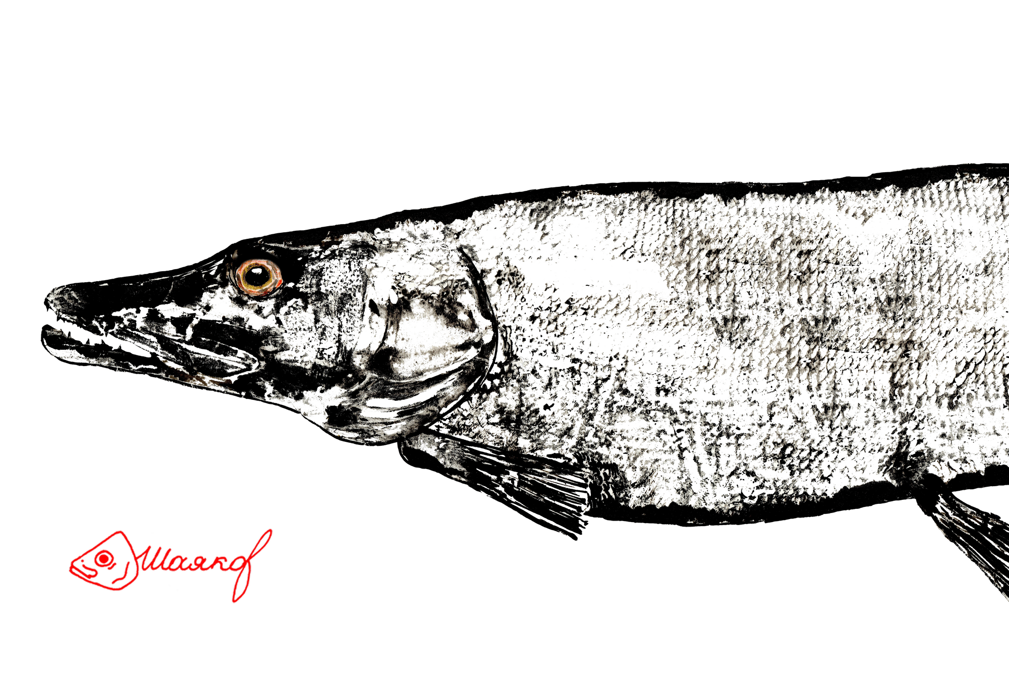 #Щука — рыба семейства щуковых. Распространена в пресных водах Евразии и Северной Америки. Живёт обычно в прибрежной зоне, в водных зарослях, в непроточных или слабопроточных водах. Может также встречаться и в опреснённых частях морей, например в Финском, Рижском и Куршском заливах Балтийского моря, в Таганрогском заливе Азовского моря#pike#щука#гётаку#gyotaku#японскоетрадиционноеискуство#fish#рыбащука#рыба#рисунокрыбы#принтрыб#ink#подарокнановыйгод#чтоподаритьна23февраля#рыбак#что подарить рыбаку