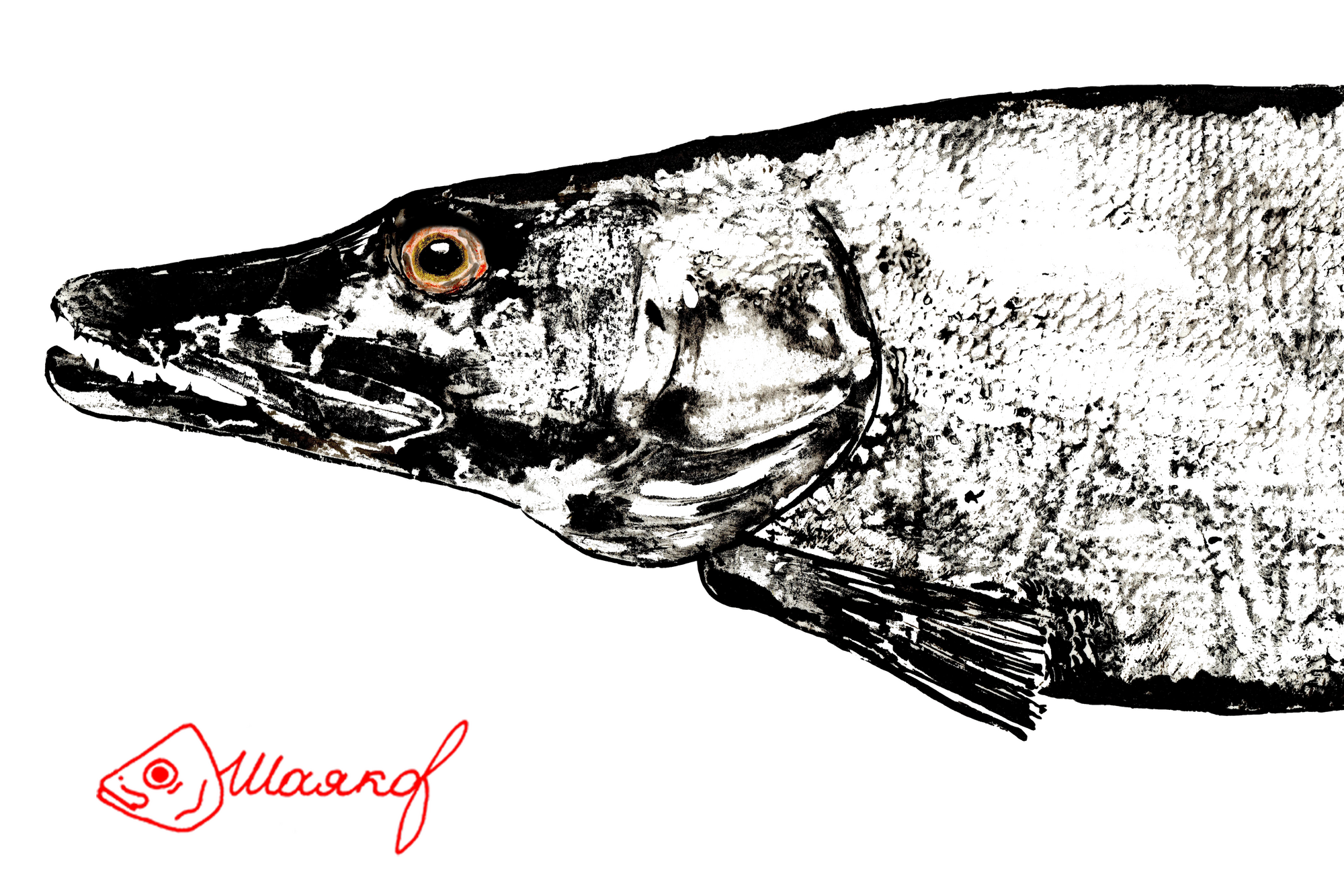 #Щука — рыба семейства щуковых. Распространена в пресных водах Евразии и Северной Америки. Живёт обычно в прибрежной зоне, в водных зарослях, в непроточных или слабопроточных водах. Может также встречаться и в опреснённых частях морей, например в Финском, Рижском и Куршском заливах Балтийского моря, в Таганрогском заливе Азовского моря#pike#щука#гётаку#gyotaku#японскоетрадиционноеискуство#fish#рыбащука#рыба#рисунокрыбы#принтрыб#ink#подарокнановыйгод#чтоподаритьна23февраля#рыбак#что подарить рыбаку