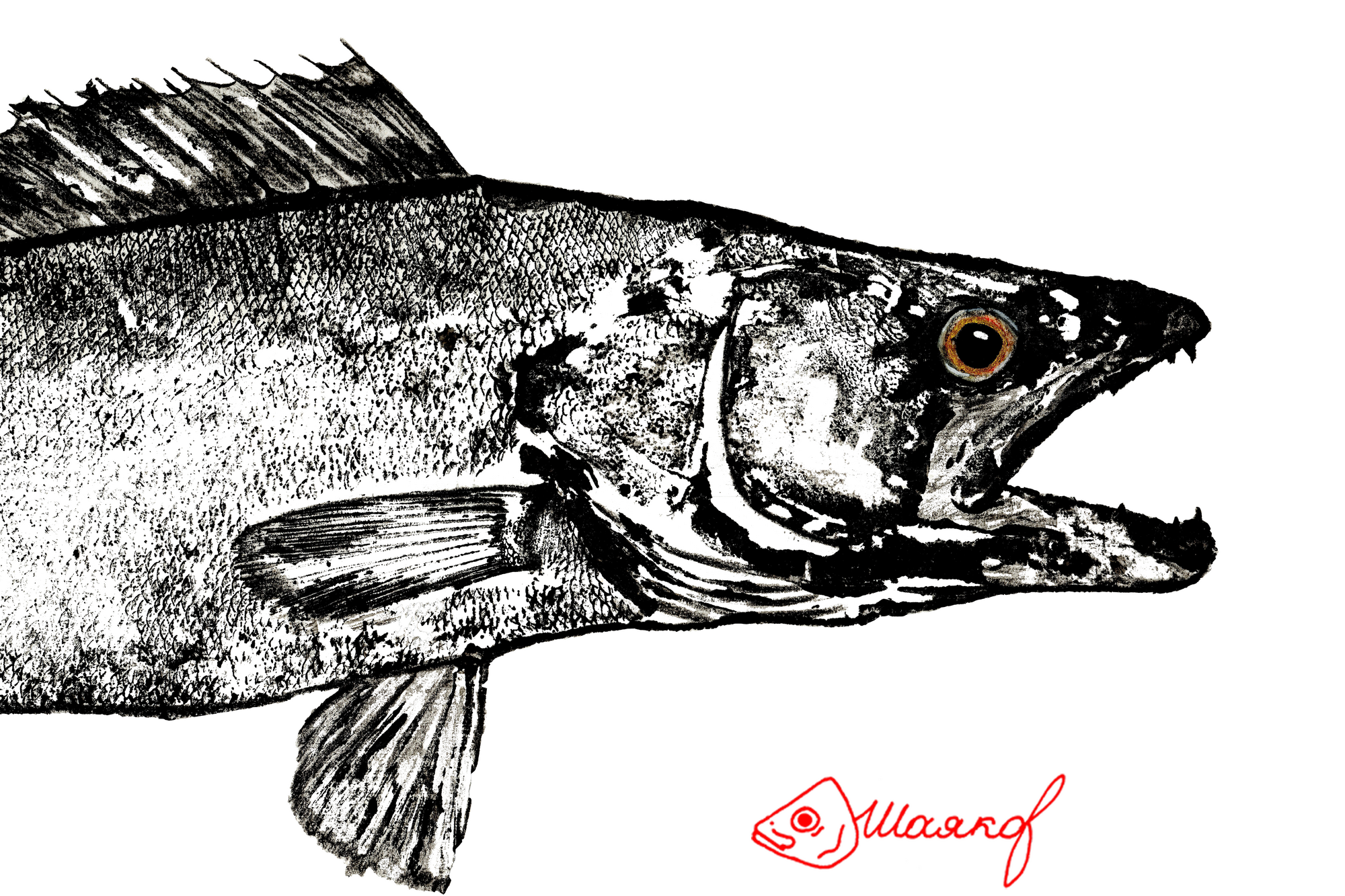 #walley#Судак#гётаку#gyotaku#японскоетрадиционноеискуство#fish#рыбасудак#рыба#рисунокрыбы#принтрыб#ink#подарокнановыйгод#чтоподаритьна23февраля#рыбак#что подарить рыбаку