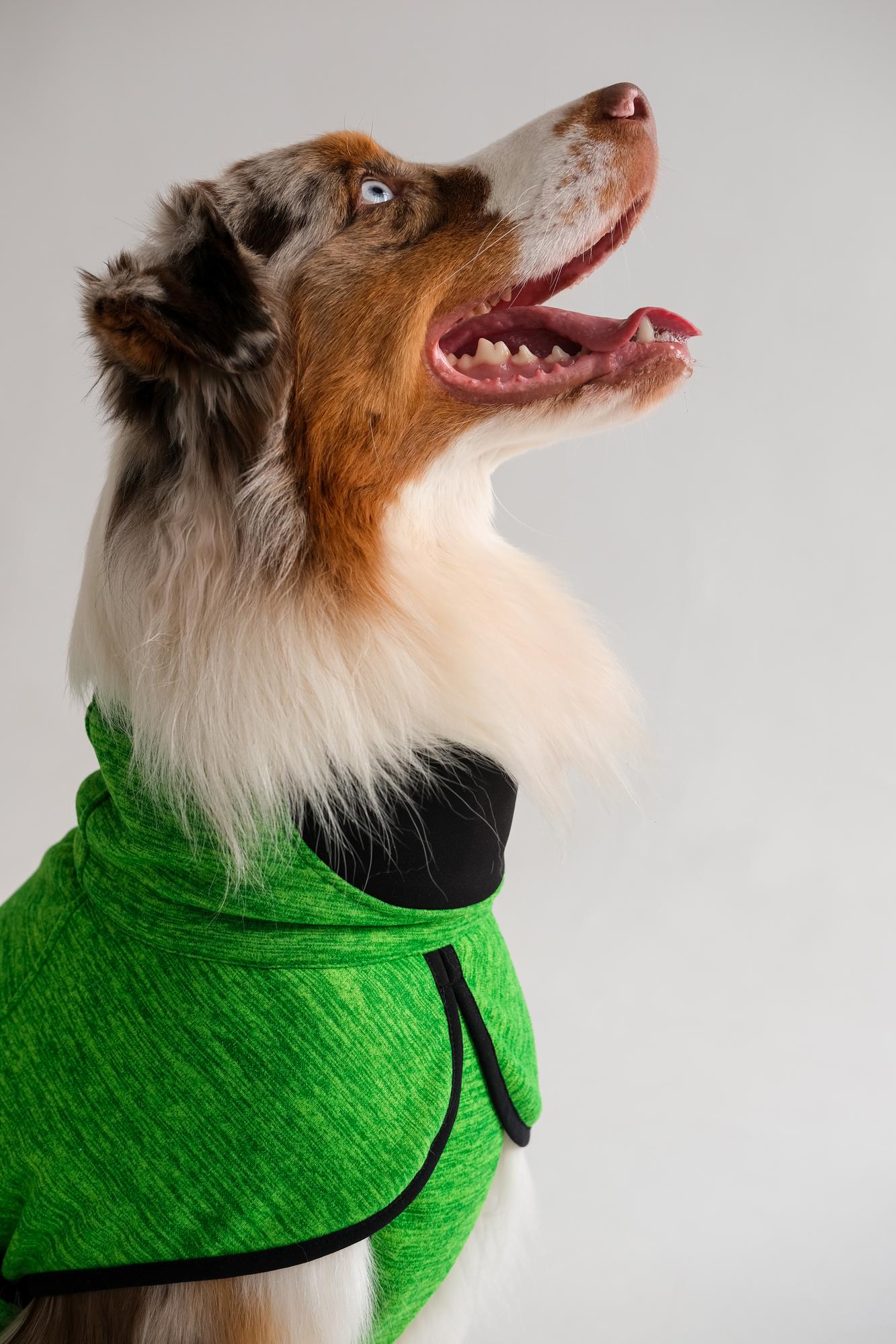 Жилет для собак