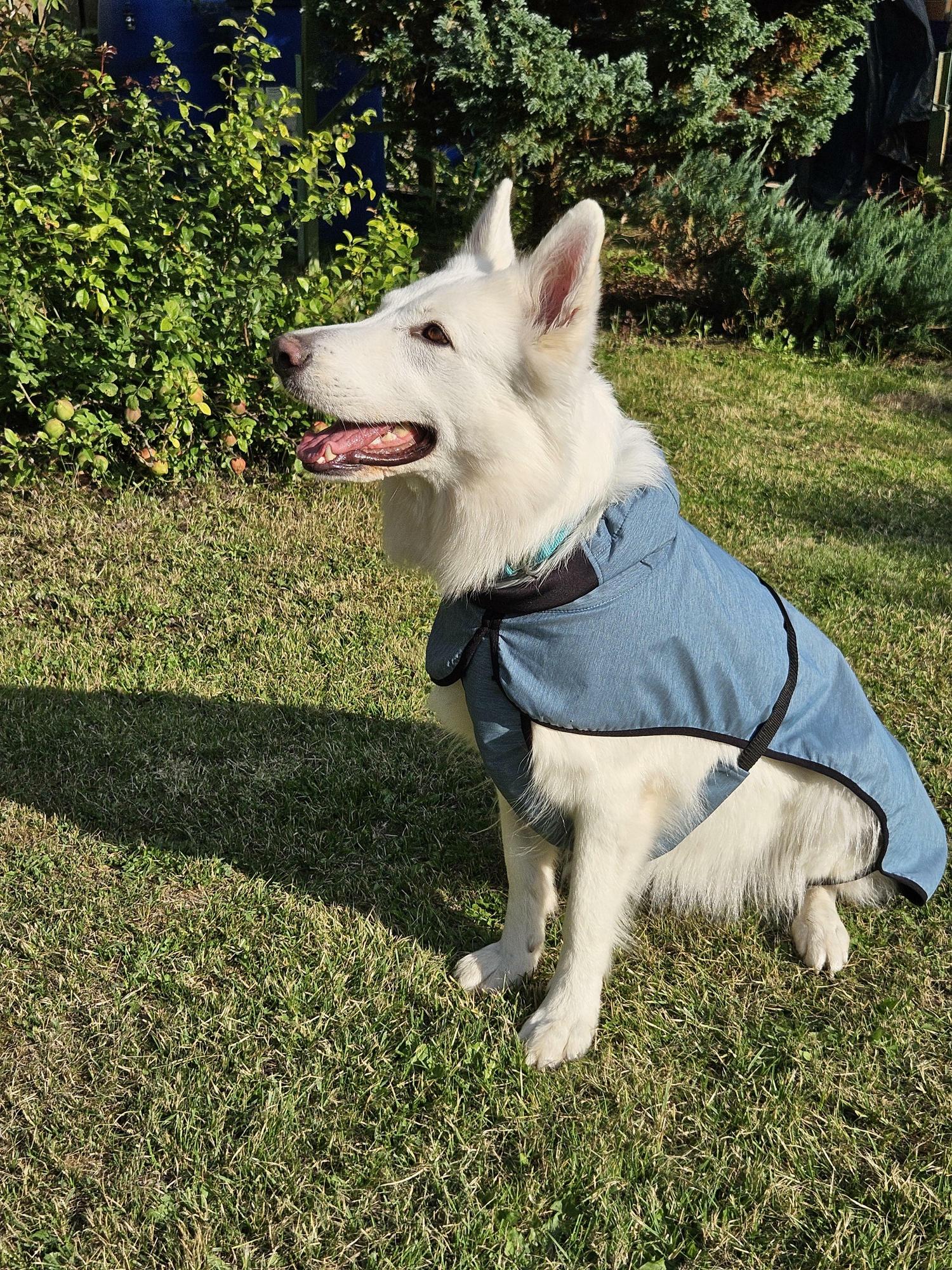 Дождевик для собак