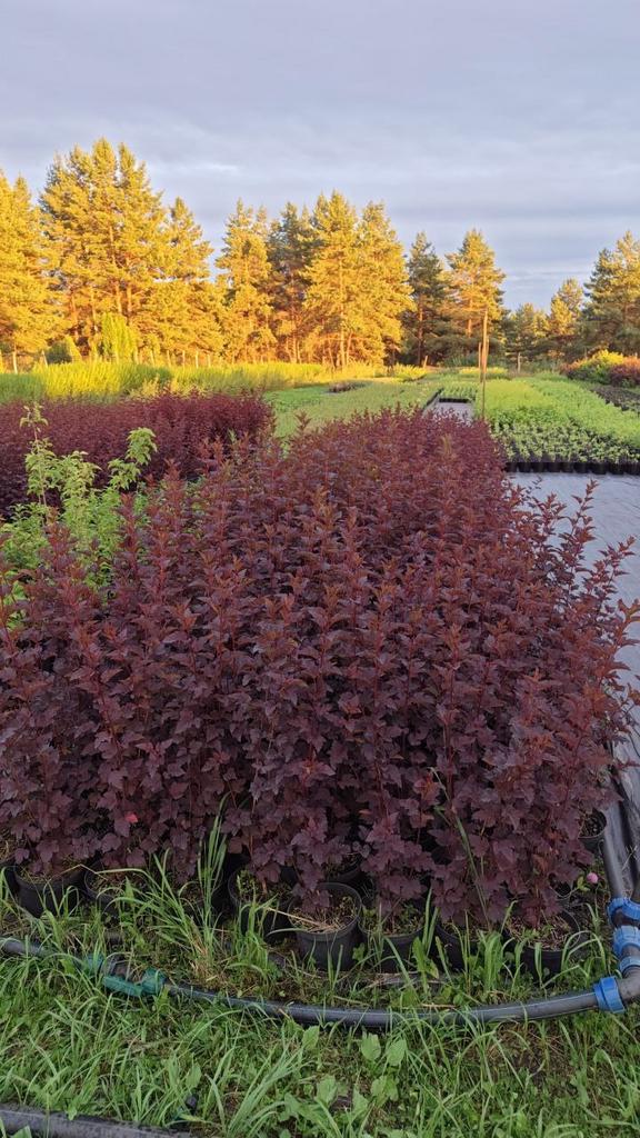 Пузыреплодник калинолистный