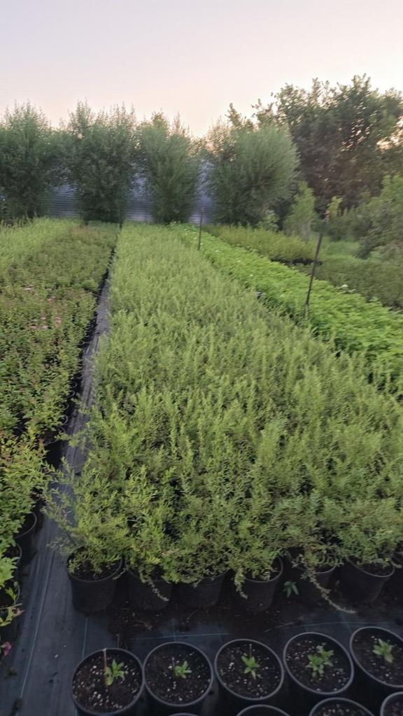 ​Спирея серая или пепельная "Grefsheim"