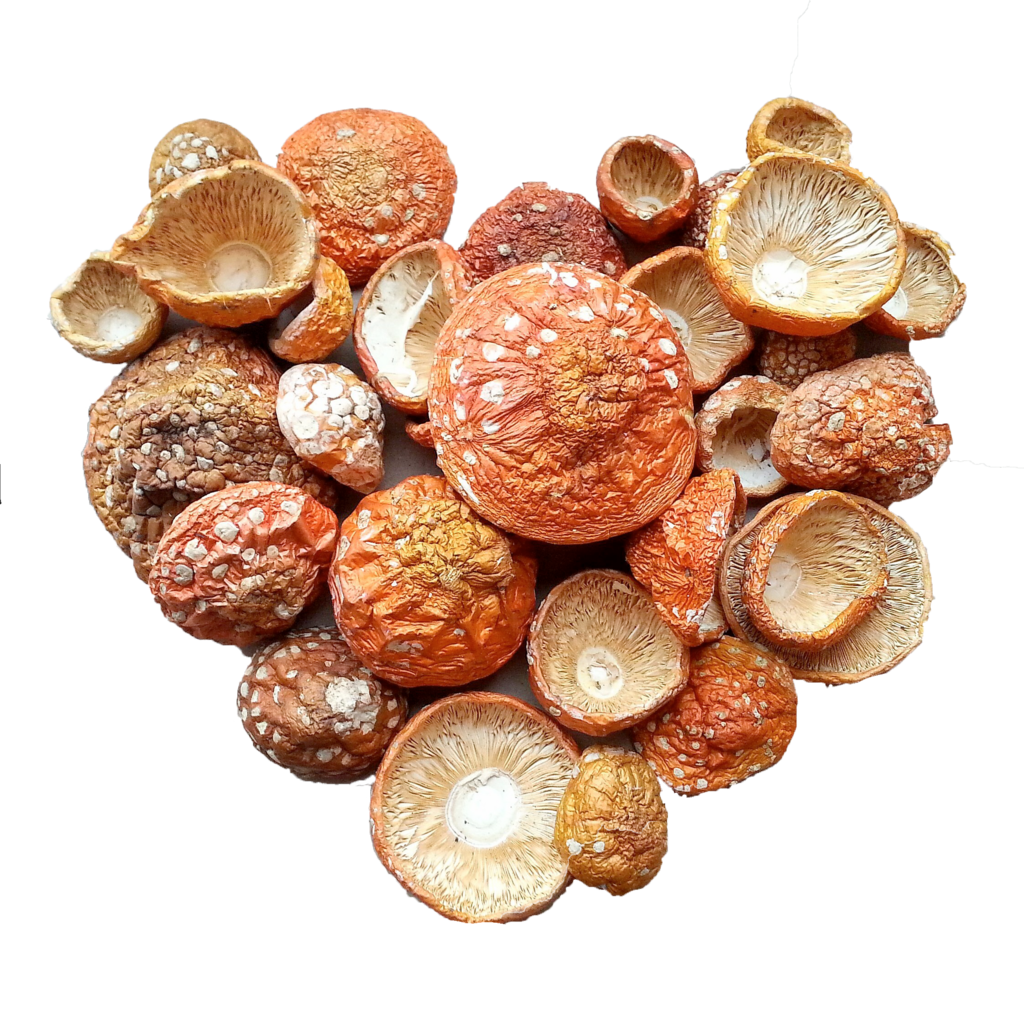 ШЛЯПКИ КРАСНОГО МУХОМОРА 50 гр.