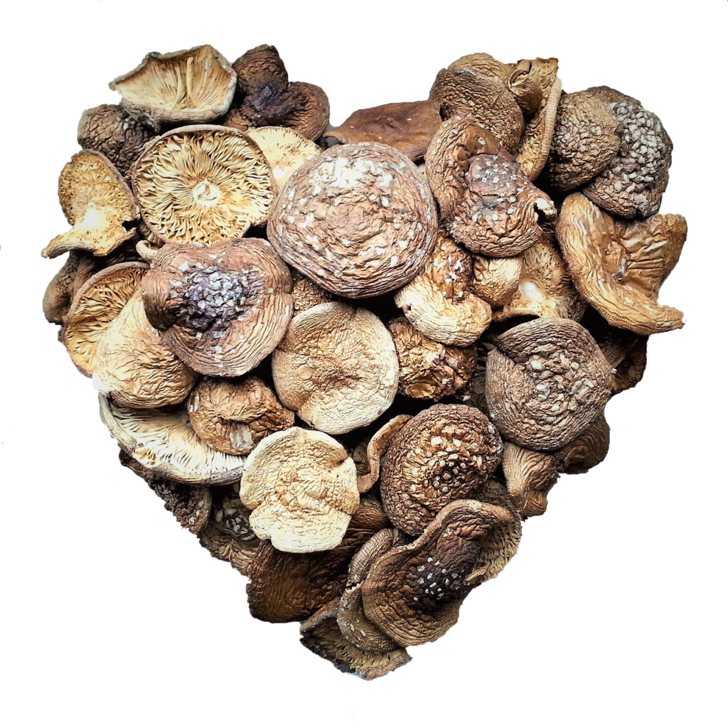 мухомор пантерный сушеный целые шляпки микродозинг