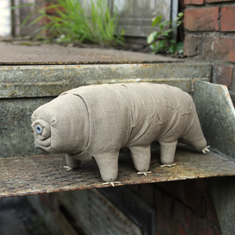 Тихоходка средняя