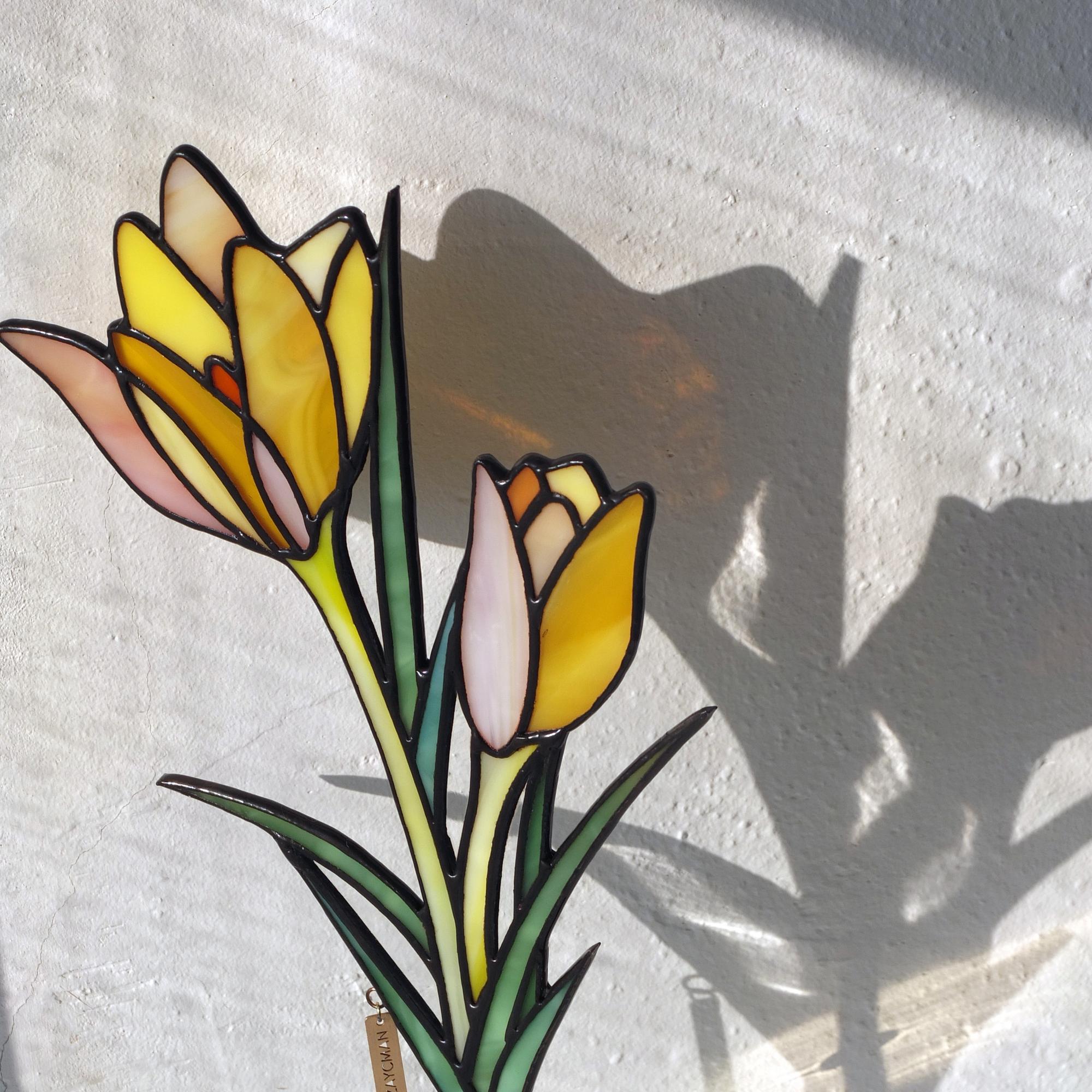 Crocus  .Yellow