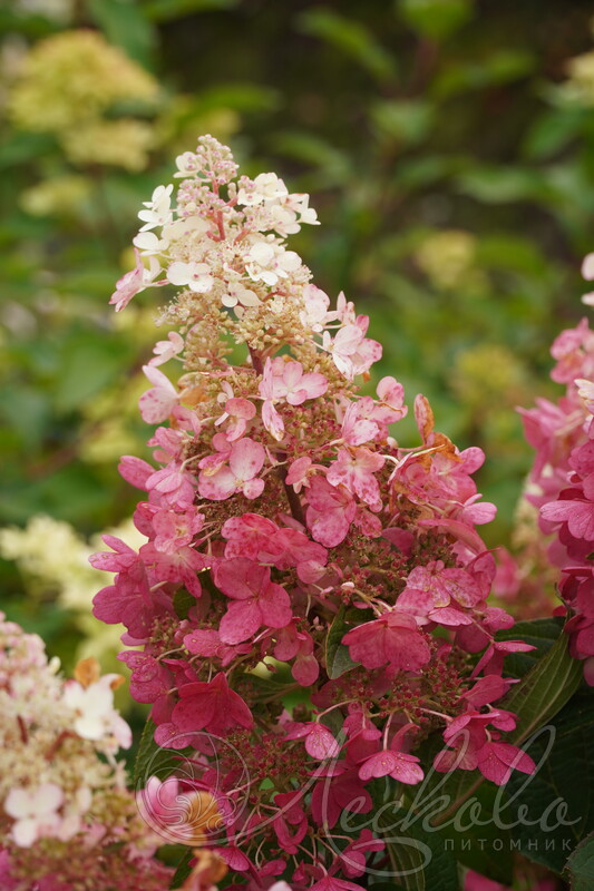 ПИНКИ ВИНКИ (PINKY WINKY)