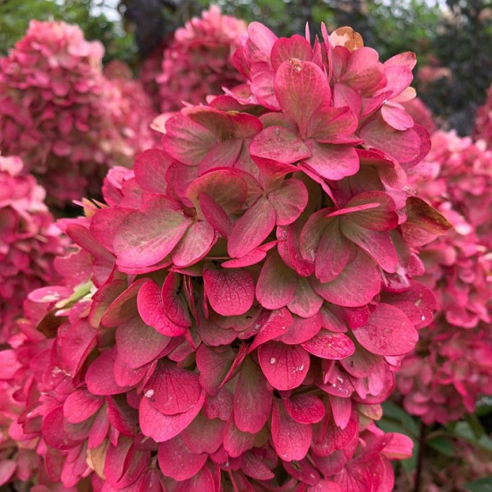 БОНФАЙЕР (BONFIRE)