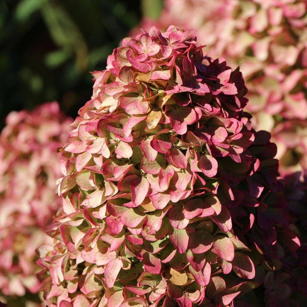 МЭДЖИКАЛ КЕНДАЛ ( MAGICAL CANDLE)