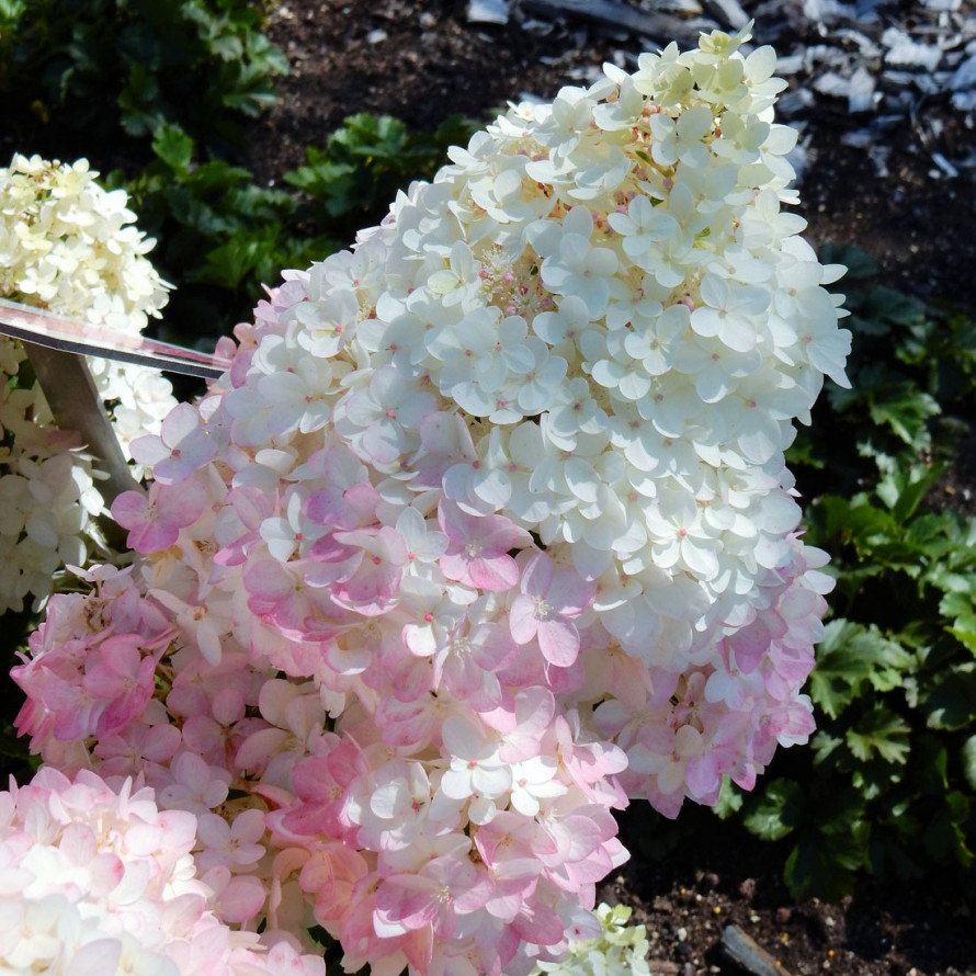 МЭДЖИКАЛ АНДЕС ( MAGIKAL ANDES)