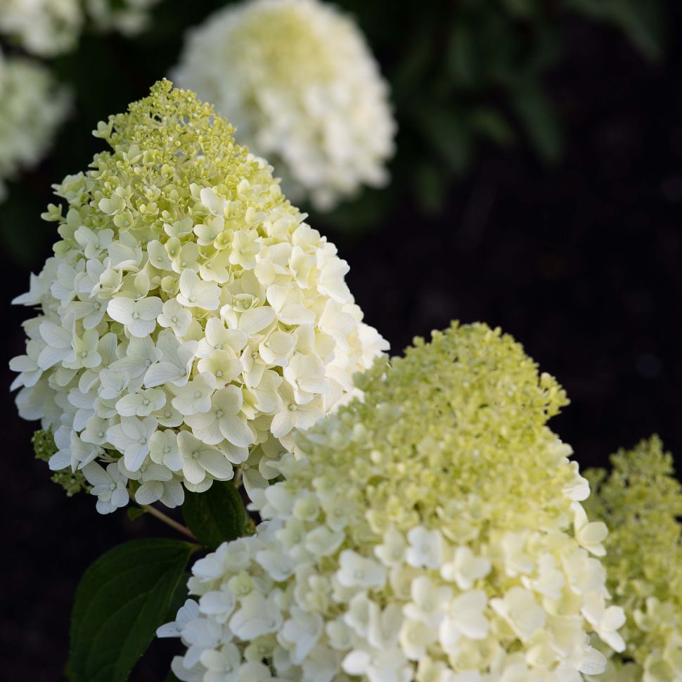 ШУГАР РАШ ( SUGAR RUSH)