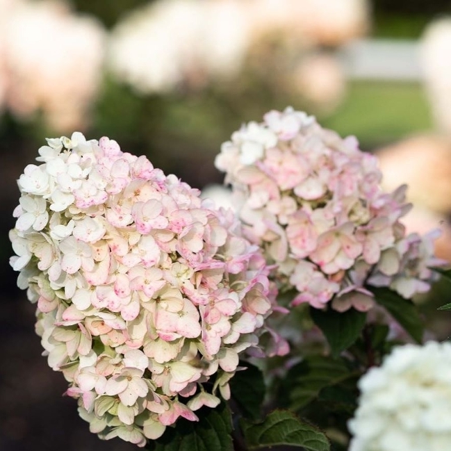 ЛИТЛ БЛОССОМ (LITTLE BLOSSOM)