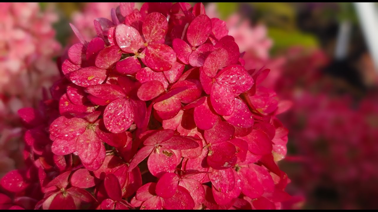 МЭДЖИКАЛ МАУНТ ФУДЖИ (MAGICAL MOUNT FUJI)