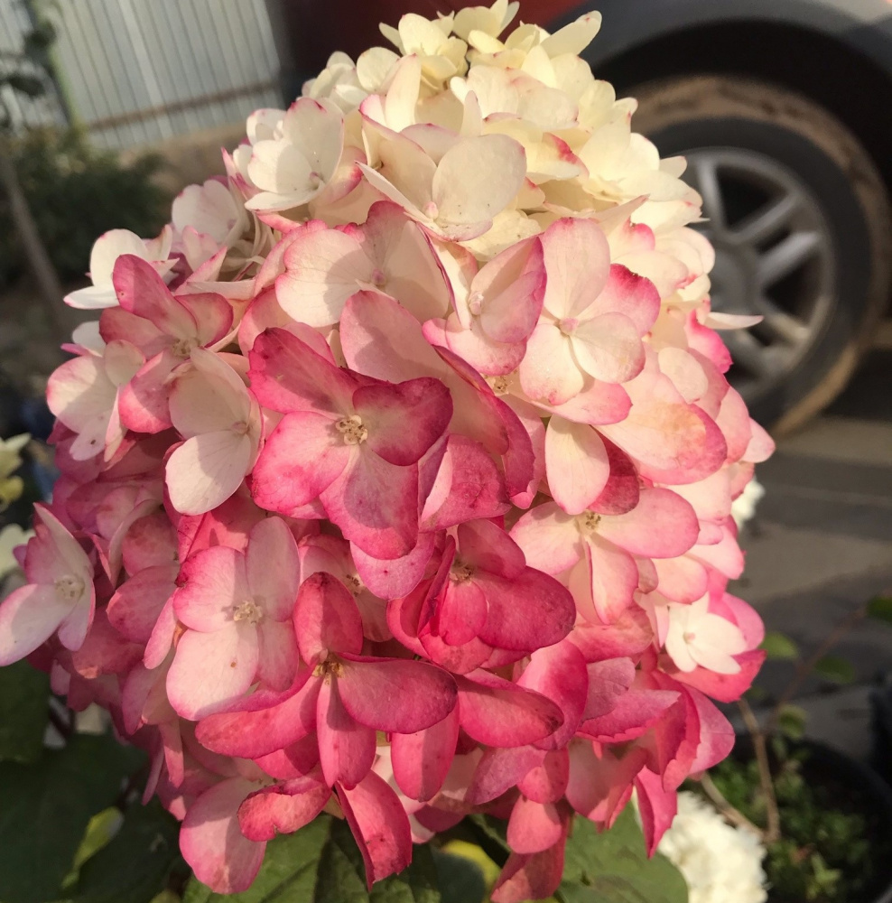 КОЛОРФУЛ КОКТЕЛЬ (COLORFUI COCKTAIL)