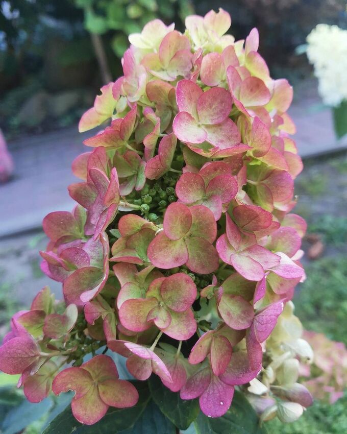 БИ СВИТ( BEE SWEET)