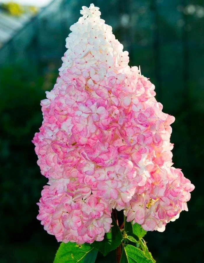 ВАНИЛА ФРАЙЗ ( VANILLE FRAISE)