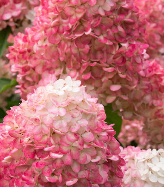 ПИНК ЭНД РОУЗ ( PINK AND ROSE)