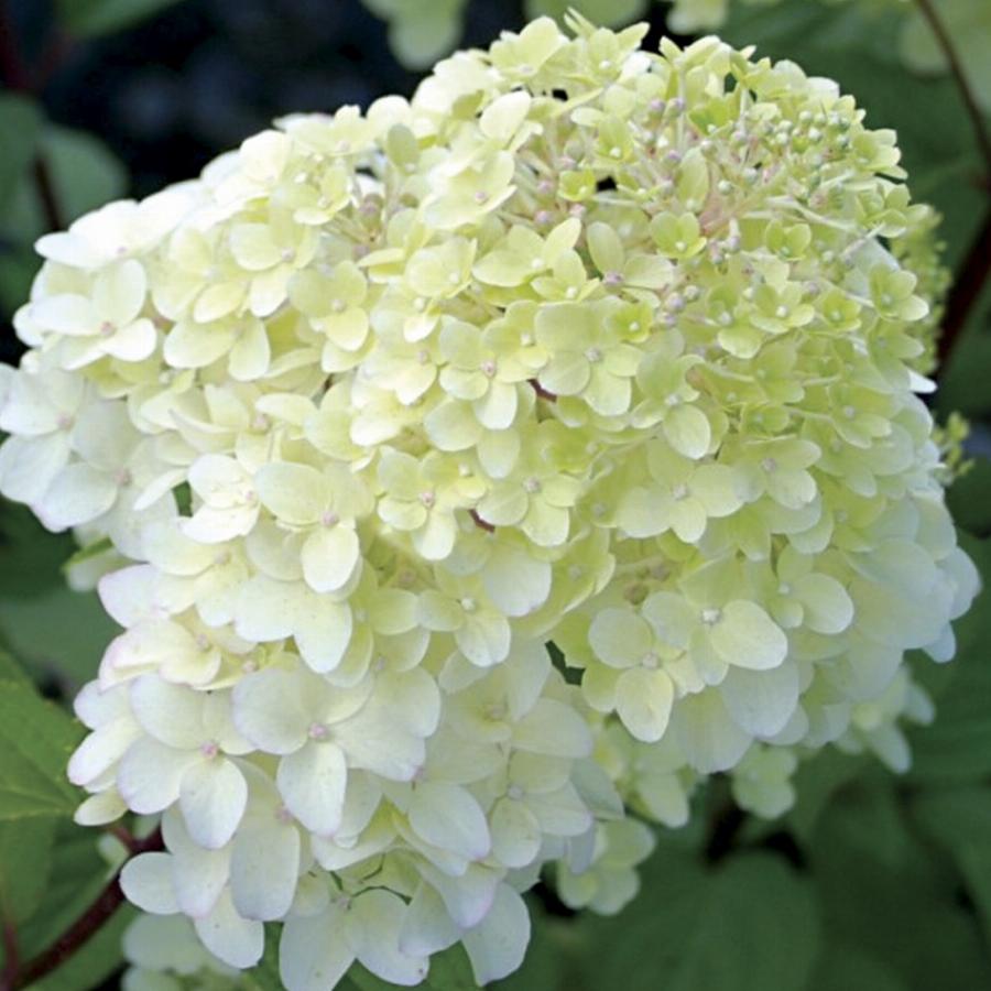 ДИАМАНТИНО (DIAMANTINO)