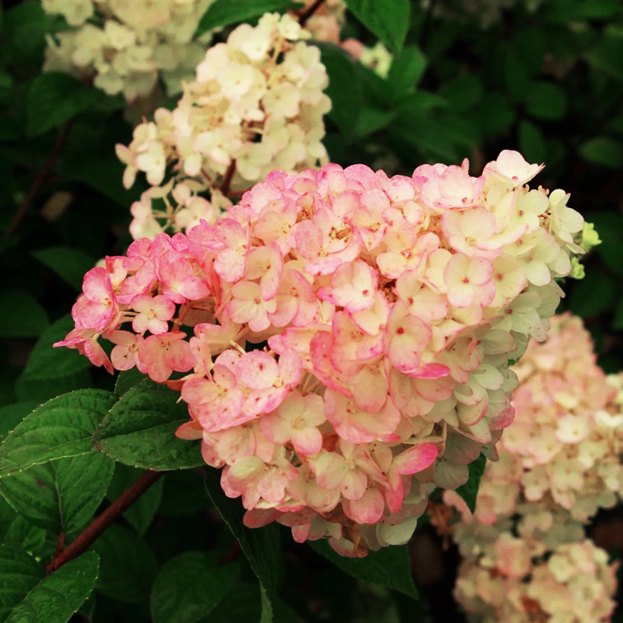 МОХИТО (MOJITO)