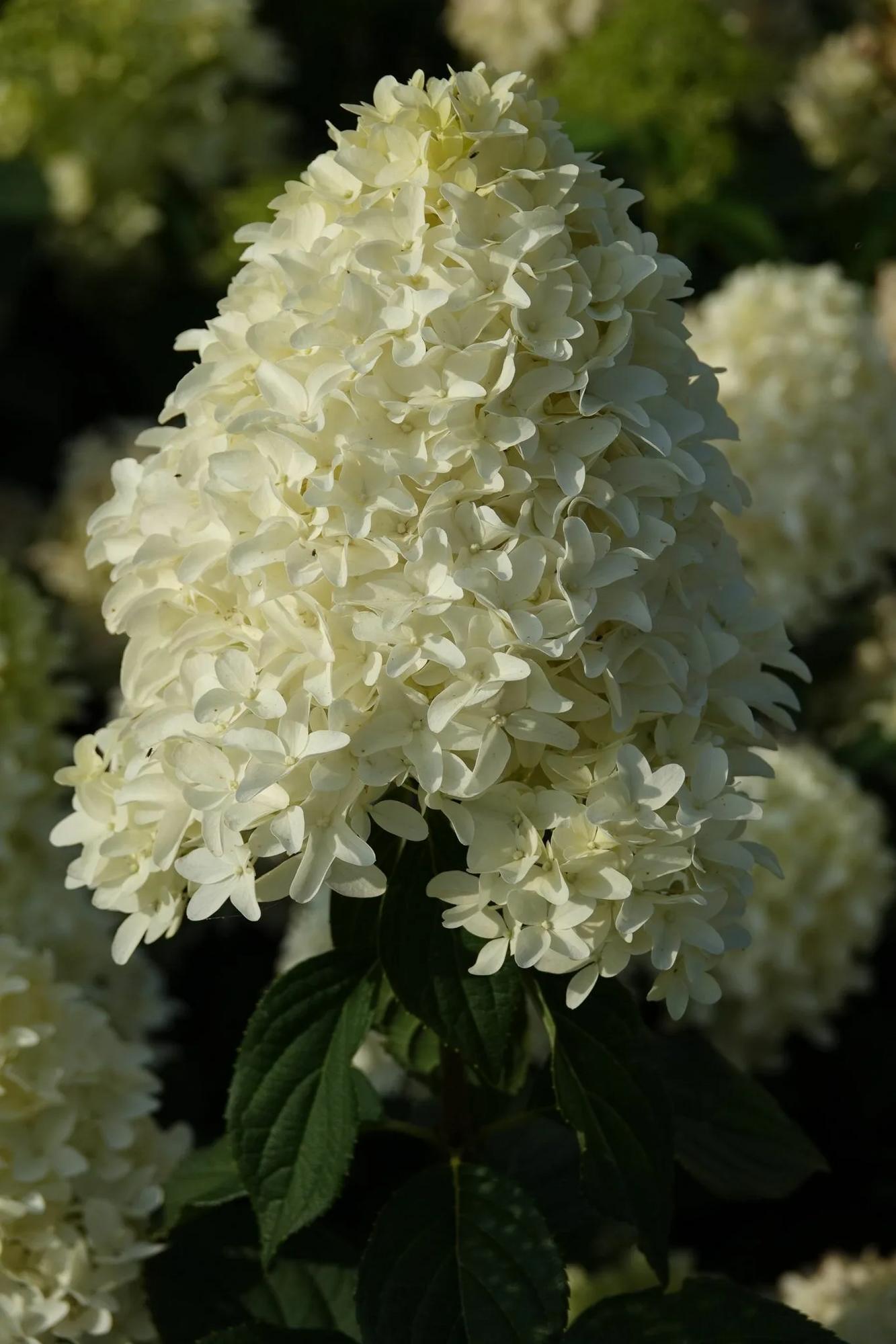 СКАЙФОЛЛ ( SKYFULL)