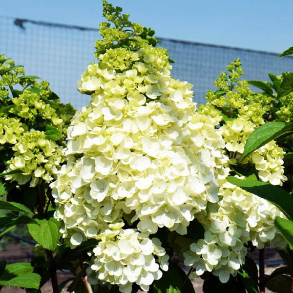 МЭДЖИКАЛ КИЛИМАНДЖАРО (MAGICAL KILIMANJARO)