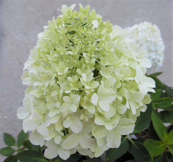 ЛИТЛ СПУКИ ( LITTLE SPOOKY)