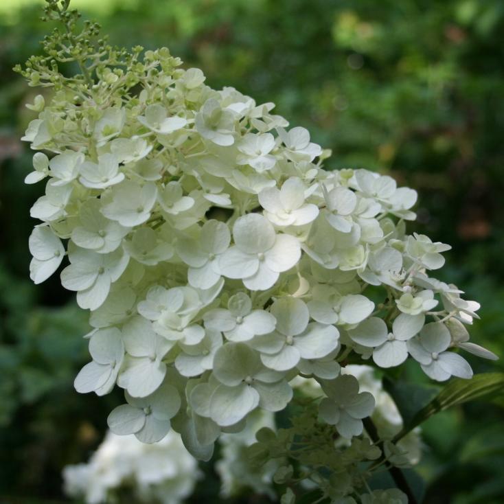 СИЛЬВЕР ДОЛЛАР (SILVER DOLLAR)