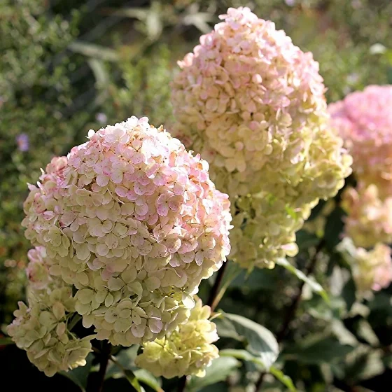 МЭДЖИКАЛ СВИТ САММЕР (MAGIKAL SWEET SAMMER)