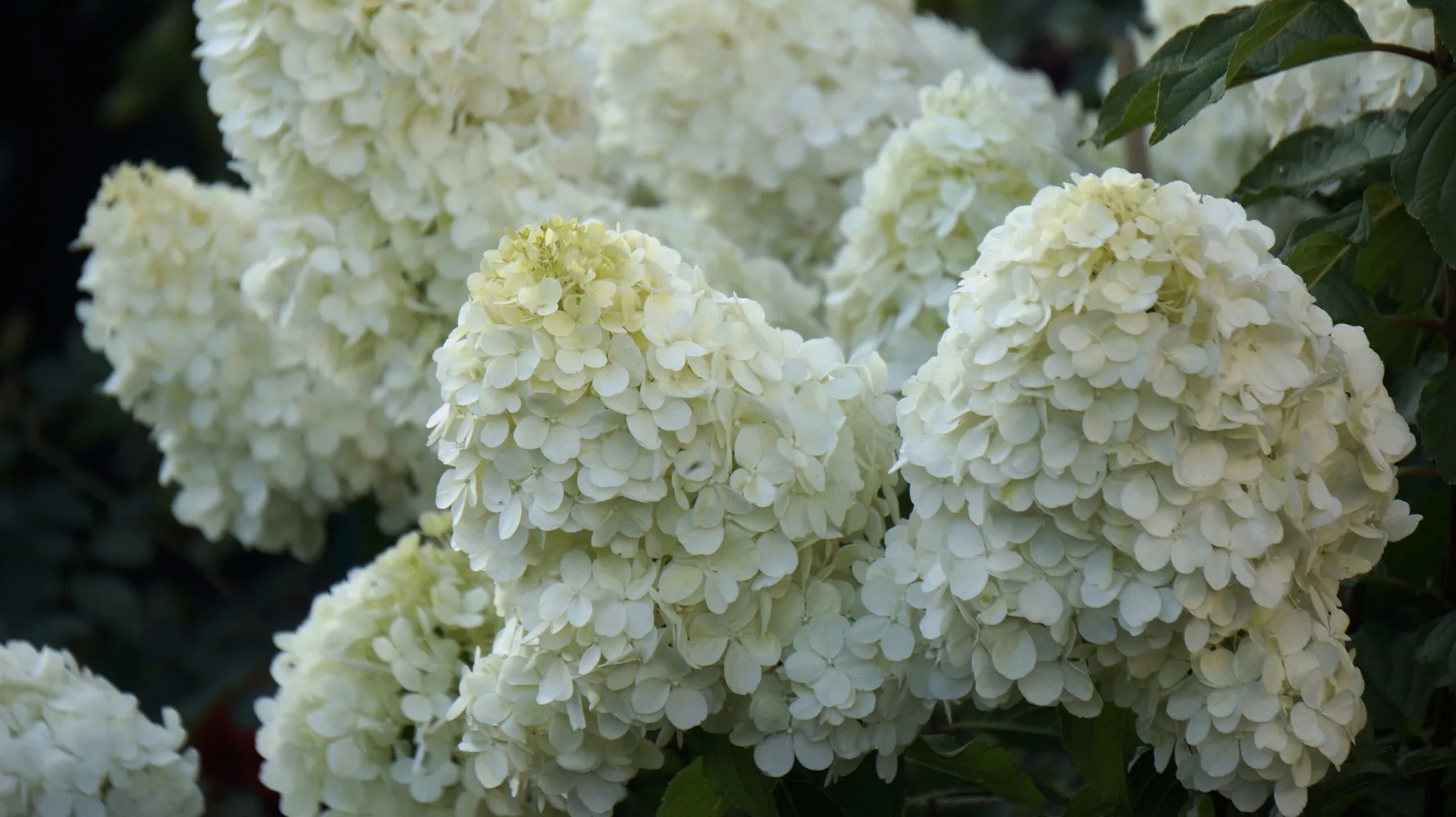 ПОЛАР БИР( POLAR BEAR)