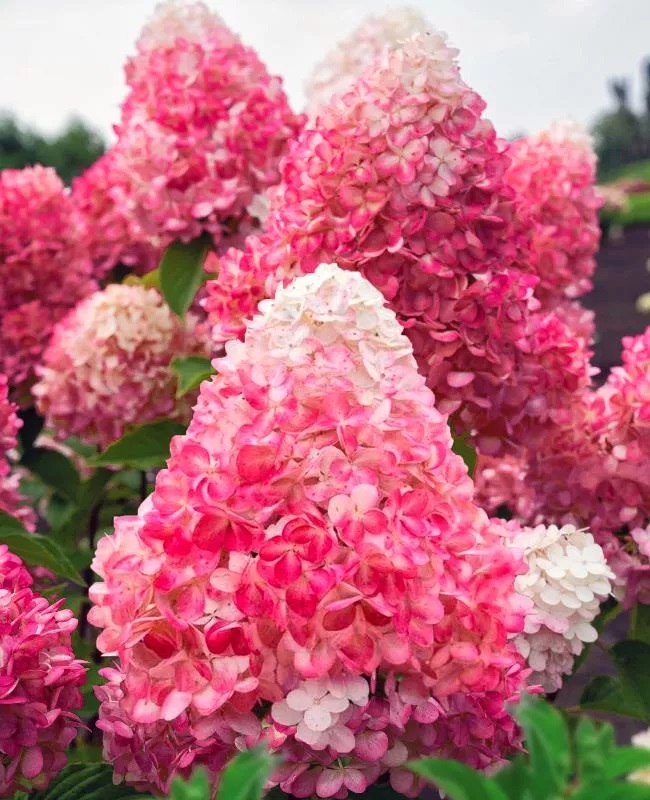 ТАЧ ОФ ПИНК ( TOUCH OF PINK)