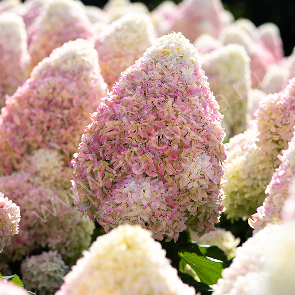 САММЕР ЛАВ(SAMMER LOVE)