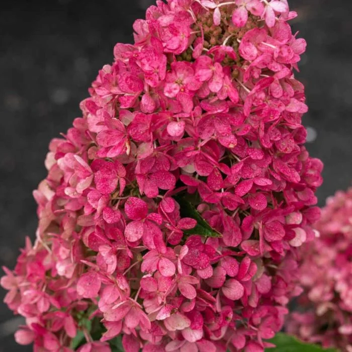 РАСПБЕРРИ ПИНК (RASPBERRY PINK)