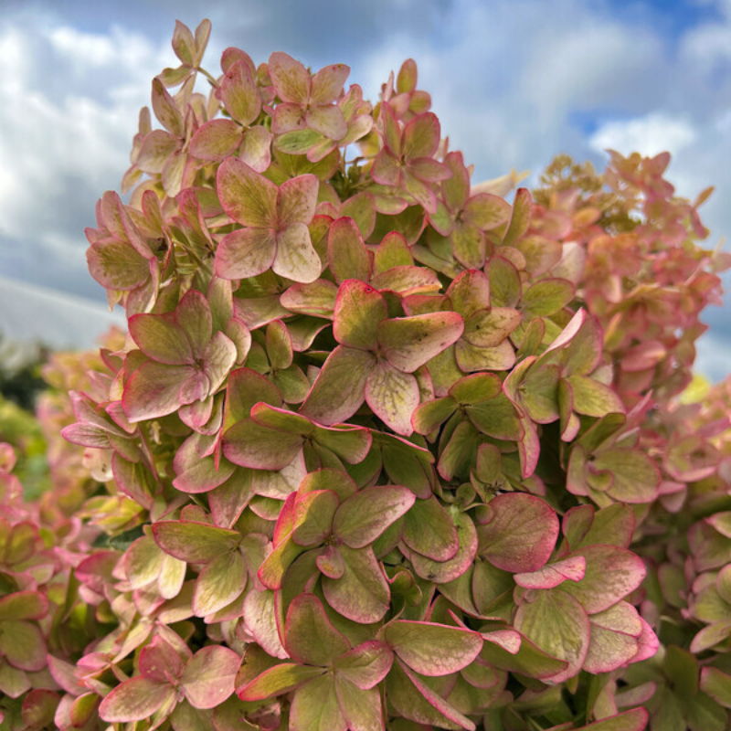 МЕТАЛЛИКА ( METALLIKA)