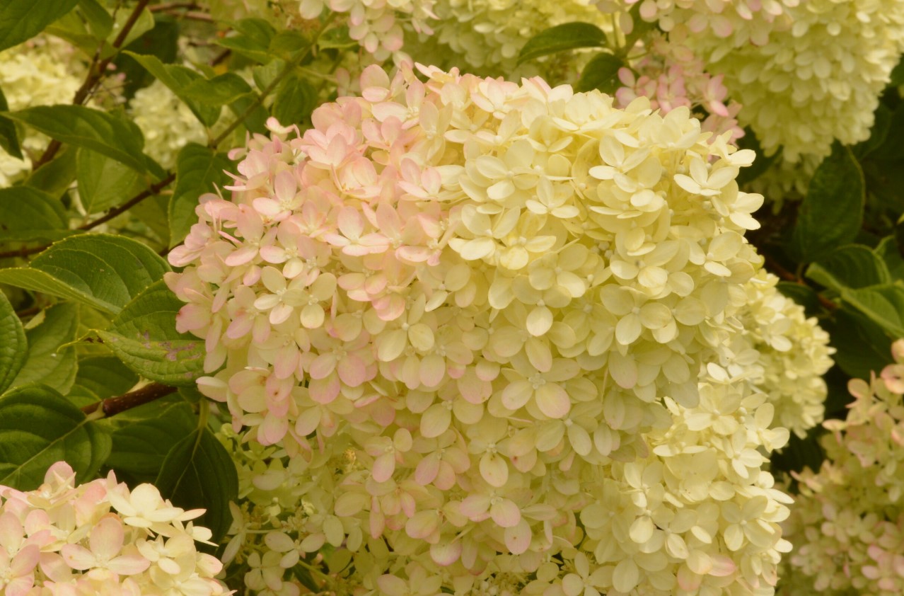 ЖЕМЧУЖИНА ФЕСТИВАЛЯ (PEARL DE FESTIVAL)