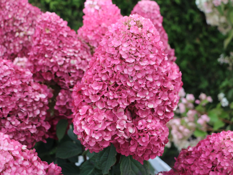 САМАРСКАЯ ЛИДИЯ ( SAMARSKYA LYDIA)