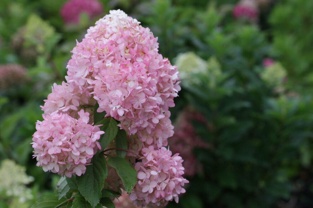 ПИНКАЧУ (PINKACHU)